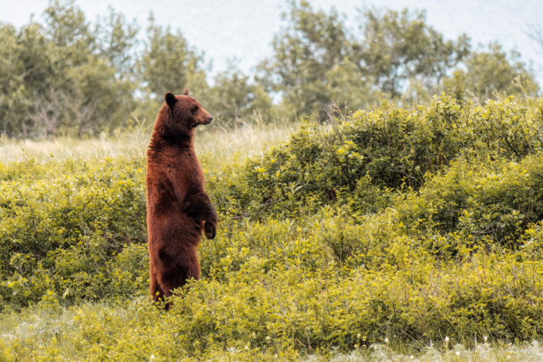 The Ursus and Inner Strength: Exploring the Bear Archetype and Its Profound Meaning