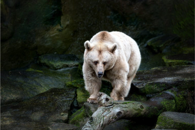 The Bear as a Guide: Incorporating Resilience and Intuition into Your Life